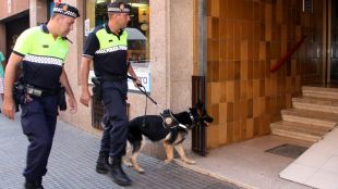 gos, policia, salt