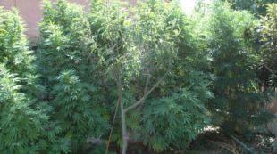 marihuana, plantes, riudarenes