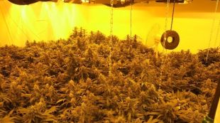 plantes, massiu, marihuana