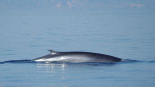 balena, creus, tudela