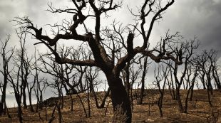 arbre, cremat, #focemporda