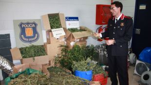 sánchez, policia, figueres, plantes, marihuana