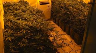 plantes, marihuana, maig, 2013