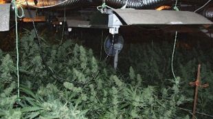 plantació, marihuana, daro