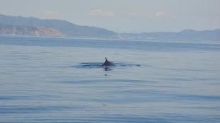 balenes, ninam, creus