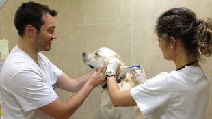 veterinaris, gos, consulta