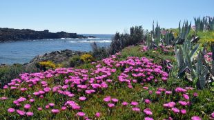 parc, natural, cap, creus, flora