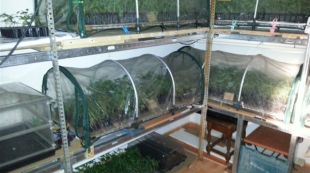 plantes, marihuana, lloret