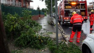 vic, arbre, tempesta