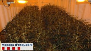 contenidors, marihuana