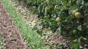 pomes, pedregada, pomers, poma