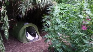 jafre, tenda, marihuana