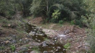 cingle, castellfollit, arbres