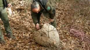 El niu que els Agents Rurals han despenjat aquest matí © Gencat