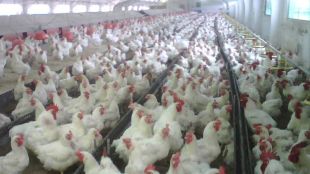 miquel avícola, gallines