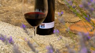 La DO Empordà va superar els cinc milions d'ampolles venudes l'any passat © ACN
