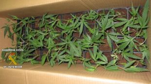 Els esqueixos de marihuana estaven plantats cada un en un recipient ©ACN