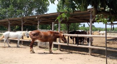 Detecten cinc cavalls positius en febre del Nil occidental a l’Alt Empordà