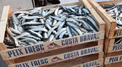 L'Estat fa marxa enrere amb la veda de quatre mesos de sardina i només s'aplicarà al novembre