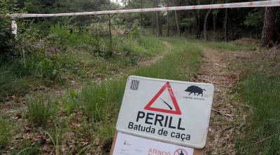 Cacen més de 5.400 senglars als massissos de les Gavarres i Rocacorba