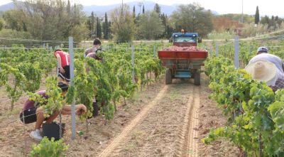 La DO Catalunya incorpora sis nous municipis gironins a la seva zona de producció