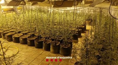 Un detingut i 500 plantes de marihuana comissades dins una casa a Borrassà