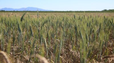 Unió de Pagesos denuncia robatoris de blat de moro al Gironès, Pla de l'Estany i Baix Empordà