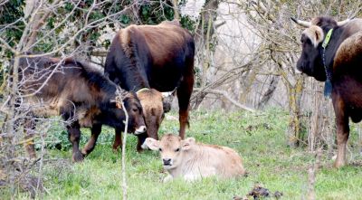 Pagesos propers al focus de DNC reclamen aturar el sacrifici d'animals