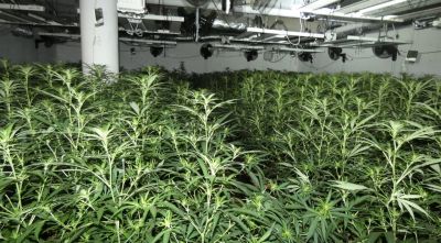 Dos detinguts a Sils que tenien una plantació interior de marihuana dins d'una casa