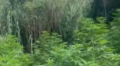 Detinguts dos responsables d'un cultiu de 461 plantes de marihuana a Terrades