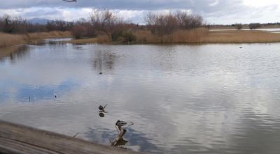 Detecten quatre casos de grip aviària als Aiguamolls de l'Empordà en les darreres setmanes