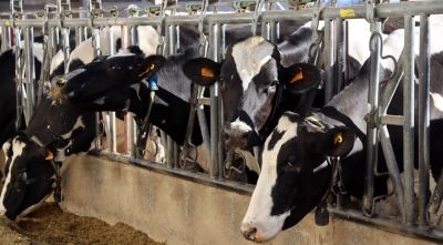 Els veterinaris alerten que la vacuna contra la DNC triga 21 dies a ser efectiva