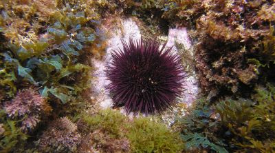 Un estudi proposa usar els 'halos' d’eriçons per mesurar la salut del litoral mediterrani