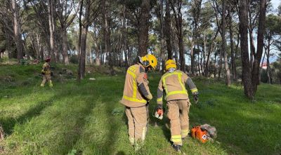 Figueres tala 45 pins de la Pujada del Castell perquè estaven morts o amb risc imminent de caure