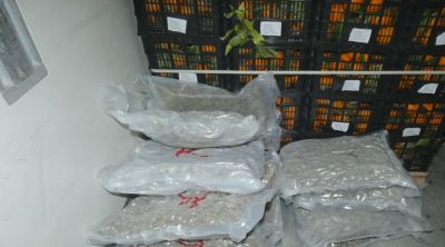 Intervinguts 245.000 euros en marihuana dins un camió a Llers