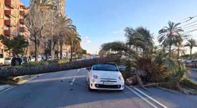 Molló registra 114 km/h i el vent castiga diversos municipis gironins