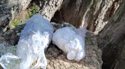 Un detingut per amagar droga en una olivera a Mont-ras