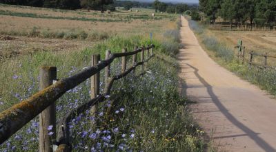 Les vies verdes gironines impulsaran accions per afavorir els pol·linitzadors
