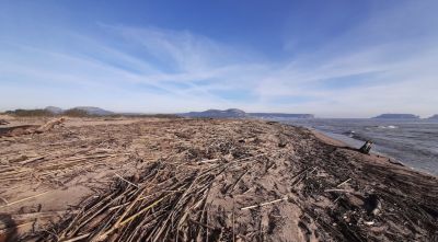 Torroella de Montgrí torna a exigir suport per netejar platges de restes provinents del Ter