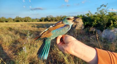 El gaig blau es consolida a l’Alt i el Baix Empordà amb 151 polls nascuts el 2025