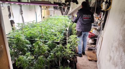 Dos detinguts per tenir més de 180 plantes i 1,5 quilos de cabdells de marihuana a la Bisbal