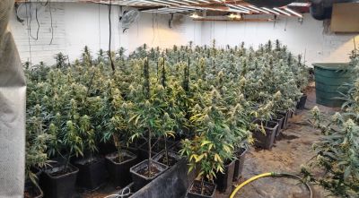 Desmantellen un cultiu amb 533 plantes de marihuana en una granja abandonada de Navata