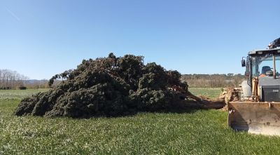 El xiprer emblemàtic de la Bisbal no es pot replantar després de caure pel vent
