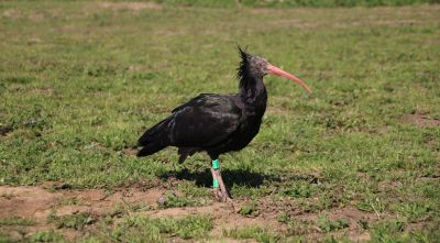 Alliberen una vintena d'ibis ermitans als Aiguamolls de l'Empordà per recuperar l'espècie