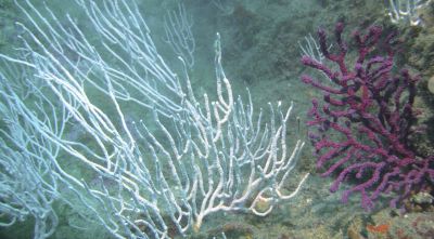 Els microplàstics alteren el metabolisme de les gorgònies mediterrànies