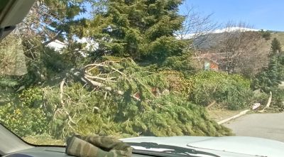 Campelles extraurà 7.300 tones de fusta dels boscos destrossats per la ventada