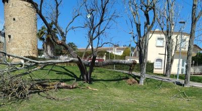 Platja d’Aro registra mig centenar d'arbres caiguts pel temporal de vent dels darrers dies