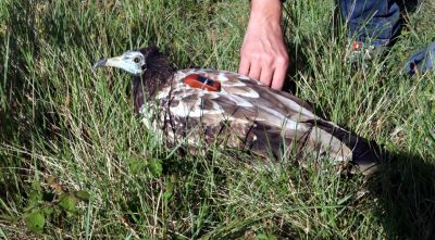 Alliberen a Albanyà un aufrany recuperat d’una intoxicació greu