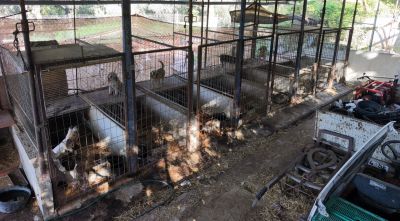 Detingut un home a Cassà amb una plantació de marihuana i 18 gossos en males condicions