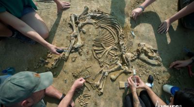 Troben a Caldes el fòssil de cria de tapir del Pliocè més complet d’Europa